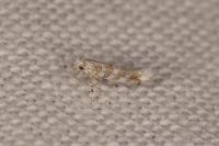 Gracillaria