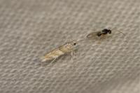 Gracillaria