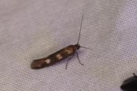 Scythris scopolella