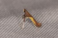 Caloptilia