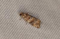 Lobesia botrana