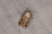 Borkhausenia