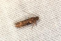 Scrobipalpa costella