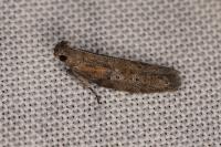 Rosetea rosetella