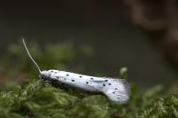 Yponomeuta