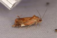 Ditula angustiorana