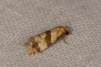 Phalonidia contractana