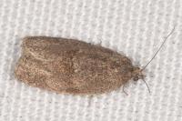 Syndemis musculana