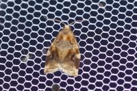 Archips xylosteana