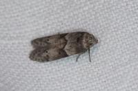 Blastobasis glandulella