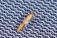 Caloptilia stigmatella