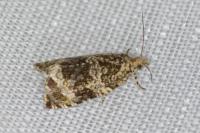 Celypha lacunana