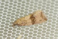Celypha striana