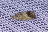 Cydia splendana