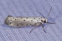 Yponomeuta padella