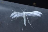 Pterophorus pentadactylus
