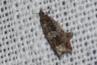 Ancylis achatana