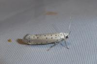 Yponomeuta padella
