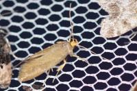 Crassa unitella