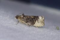 Hedya nubiferana