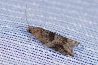 Rhopobota naevana
