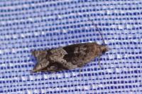 Rhopobota naevana