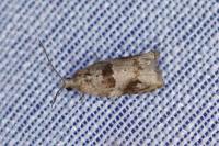 Rhopobota naevana