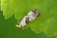 Neocochylis hybridella