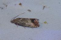 Cydia splendana