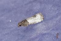 Notocelia roborana