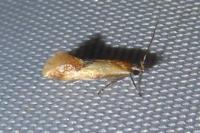 Batia lunaris
