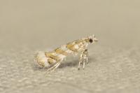 Gracillaria