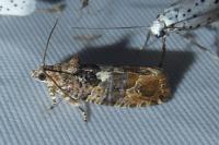Eudemis profundana