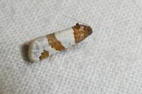 Periclepsis cinctana