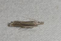 Sophronia semicostella