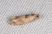 Crocidosema plebejana