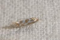 Phyllonorycter purgantella