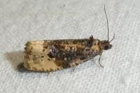 Hedya ochroleucana