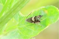 Grapholita compositella