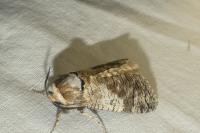 Cossus cossus