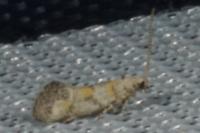 Chrysoesthia atriplicella