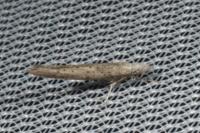 Paradoxus osyridellus