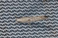 Paradoxus osyridellus