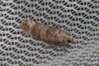 Clavigesta sylvestrana