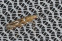 Acrocercops brongniardella