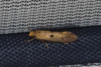 Tinea trinotella