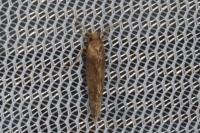 Opogona omoscopa