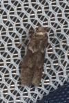 Blastobasis glandulella