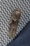 Blastobasis glandulella