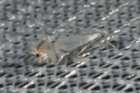 Phyllocnistis